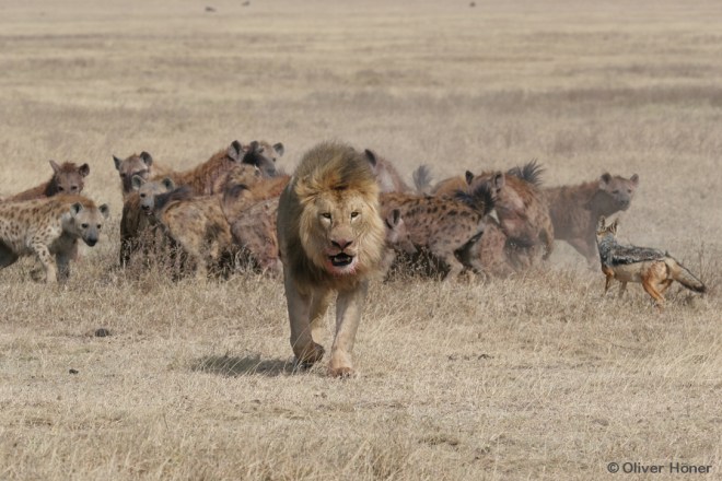 Les Lions sont des rivaux féroces
