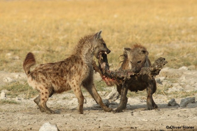 Compétition pour la nourriture