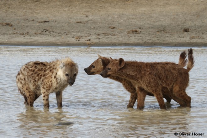 Comportement de dominance