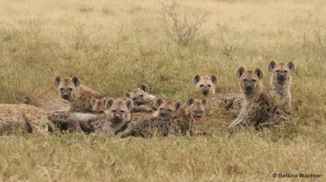 03b_04_Privileges_groupofcubs_Bettina Wachter_red_c