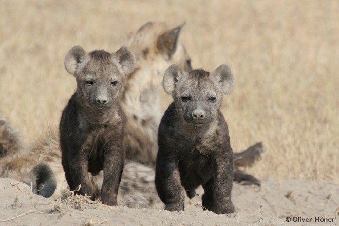 Comparaison de la taille des jumeaux