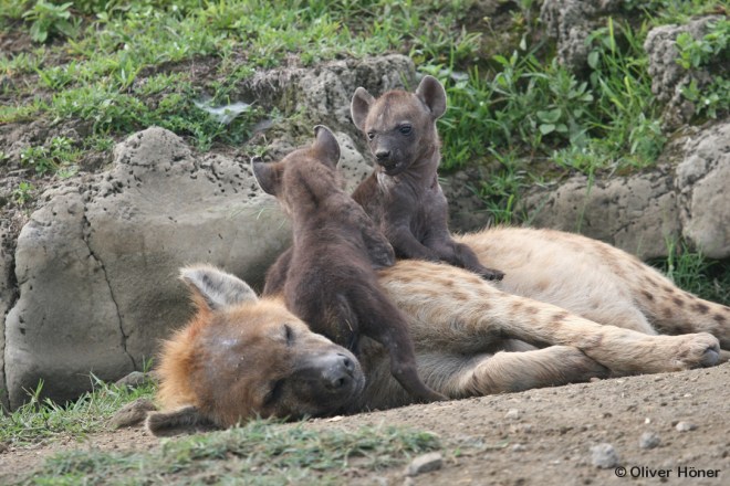 Les jumeaux luttent pour la dominance