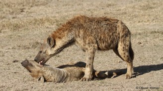 Spotted hyena male grooms female
