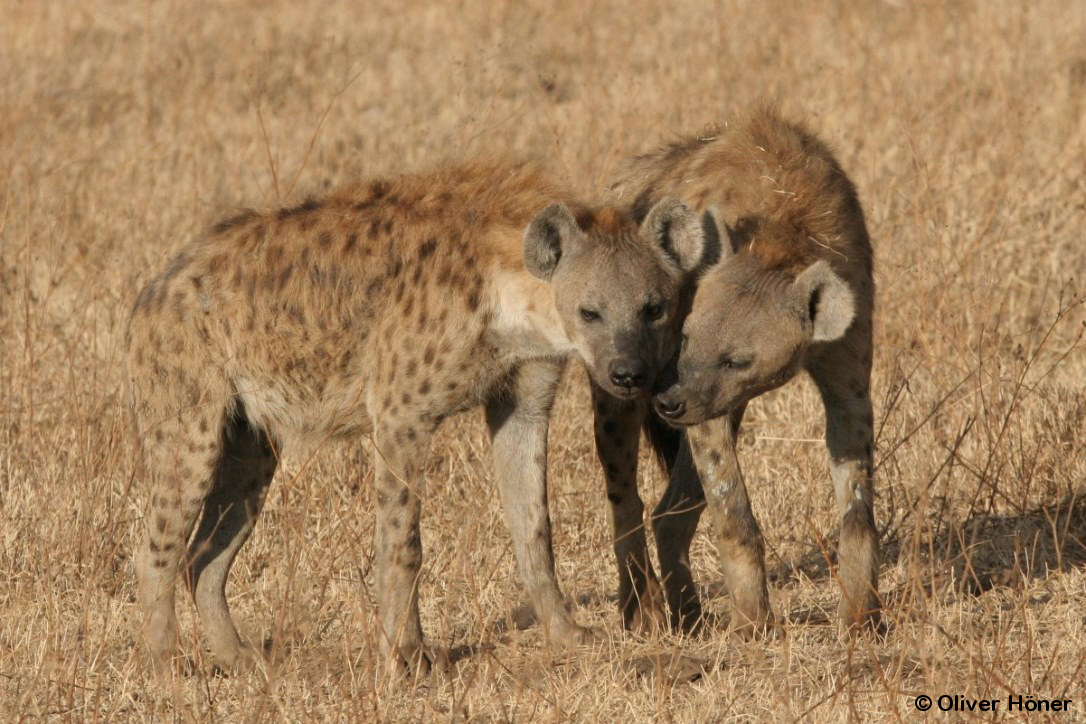 Un mâle câlinant une femelle