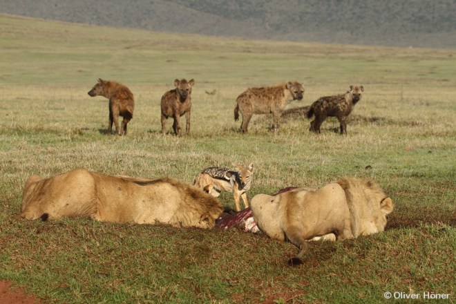 De jeunes lions et des hyènes à une carcasse