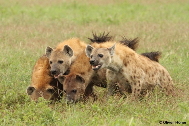 Conflit avec des lions