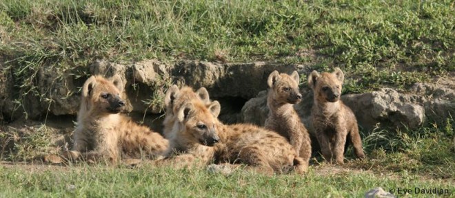 Forest - les Noctambules