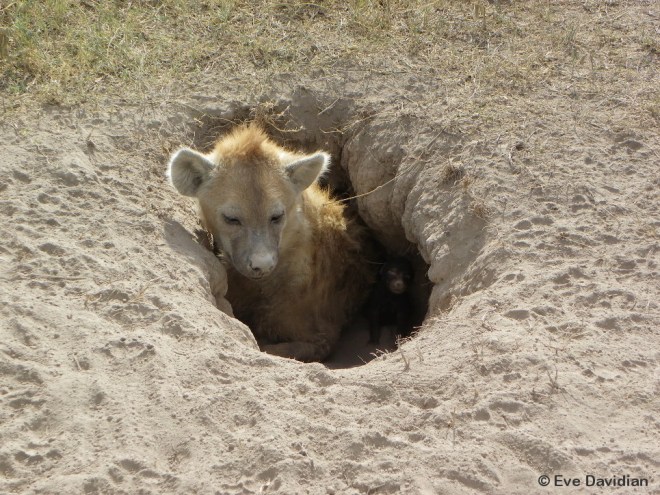 Terrier de naissance den avec une seule entrée étroite