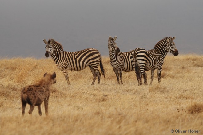 Hyène et zèbres dans le Cratère du Ngorongoro