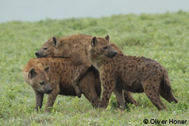 Hyenas mating