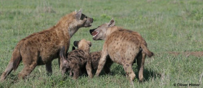 Acquisition du rang social