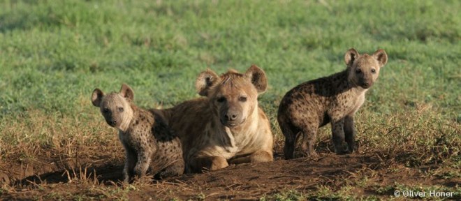 Les effets maternels
