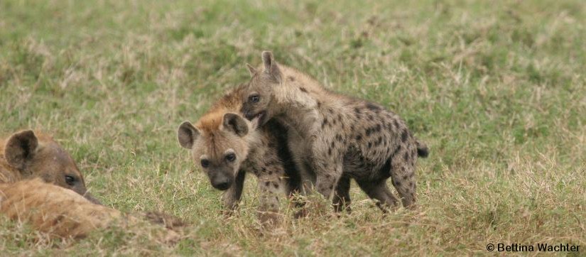 La rivalité entre jumeaux