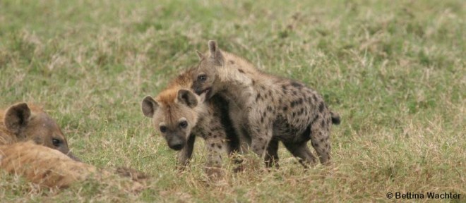La rivalité entre jumeaux