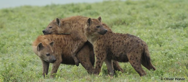 La préférence des femelles