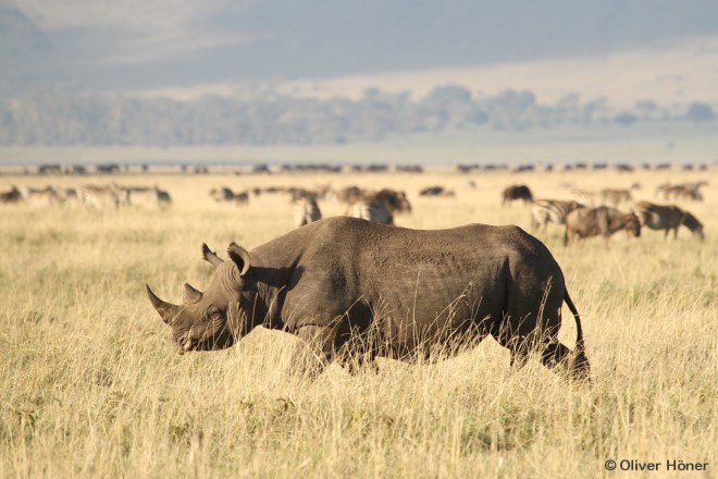 Rhinocéros noir dans le Cratère de Ngorongoro