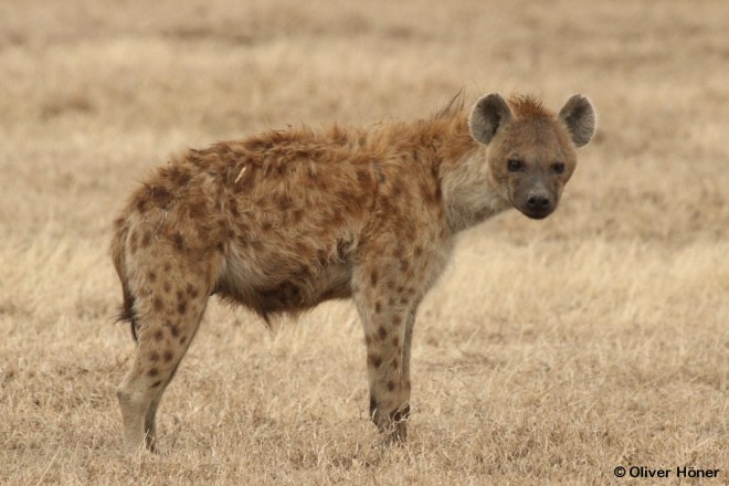 Kijana, le fils de Shrink