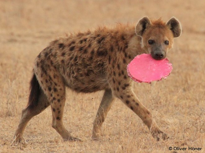 Hyène mâle jouant avec le couvercle d’un seau