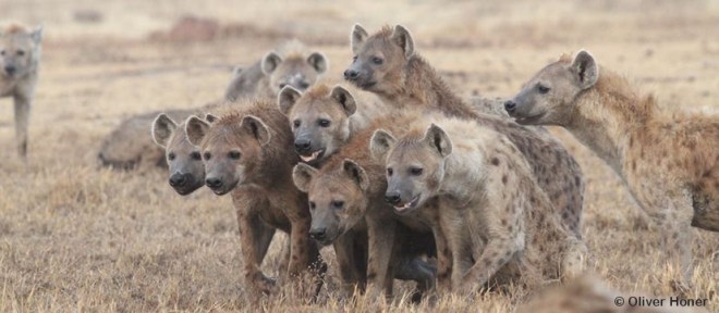 Femelles en coalition