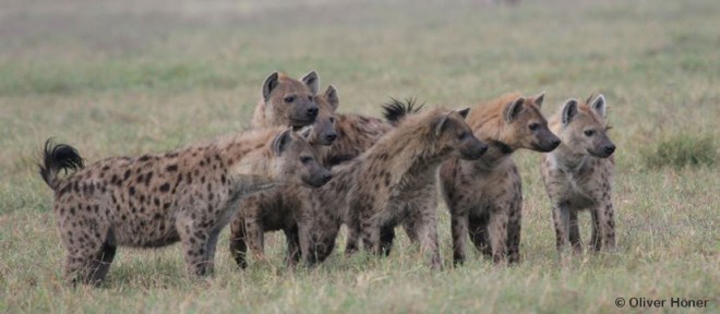 Ngoitokitok - Les Costauds