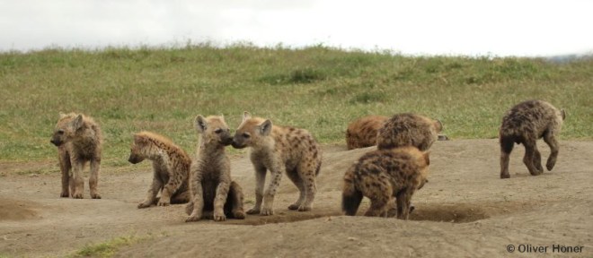 Shamba - Les Nouveaux-Riches