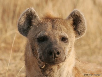 05e_04_Shamba-Neureiche-Gorda