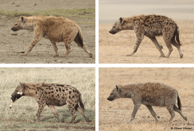 Chaque hyène possède un motif de taches distinct