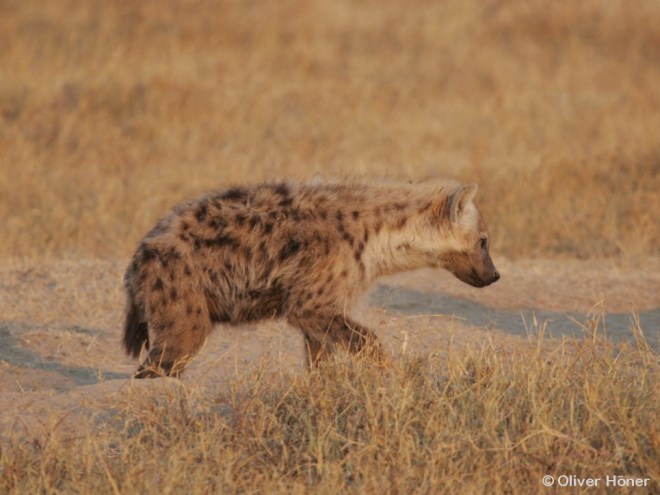 Motif de taches de Mfano quand il avait 8,5 mois
