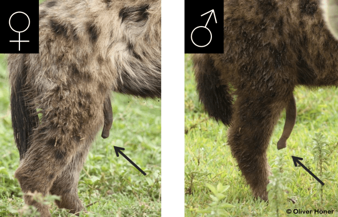 06_15_Methods_sexing_c