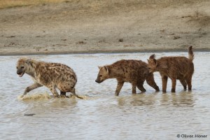 Relation claire de dominance