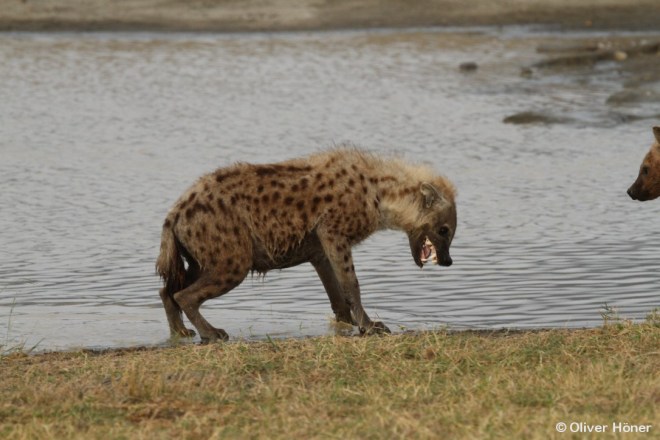 Comportement typique de soumission