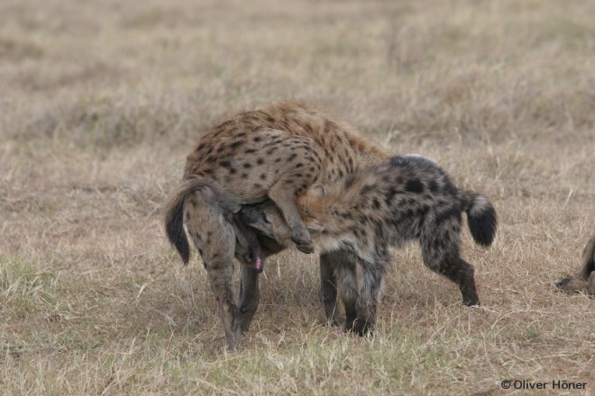 Cérémonie de salutation entre jeunes et hyène adulte