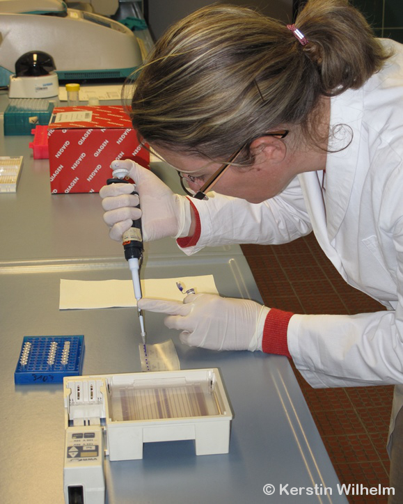 Analyses de paternité dans le laboratoire