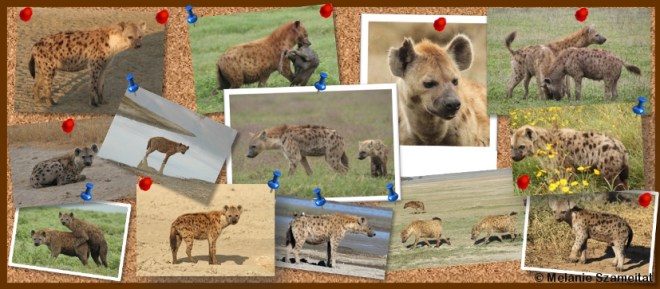 Signaler des hyènes