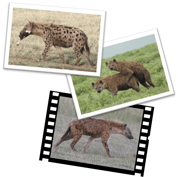 Chercheur de la brousse - Logo