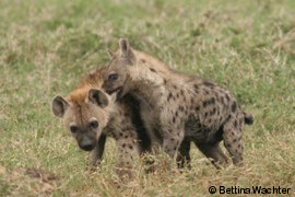 Streitende Hyänenzwillinge
