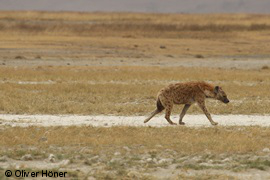 Pourqoi les mâles dispersent