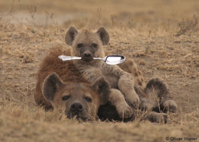 Hyena cubs benefit from silver spoon effects