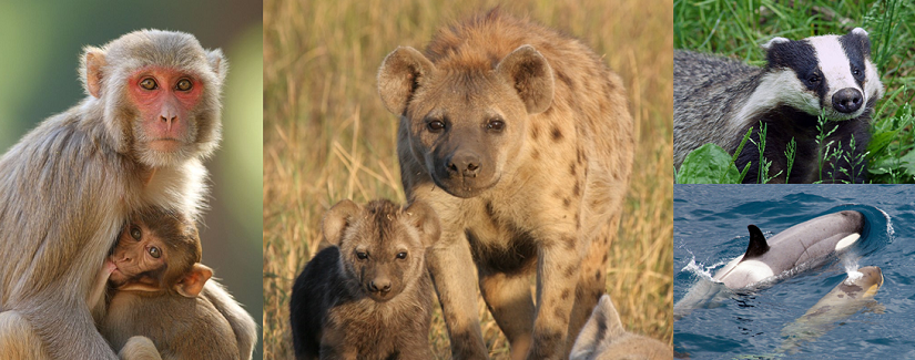 La coopération animale: Une histoire de&nbsp;famille